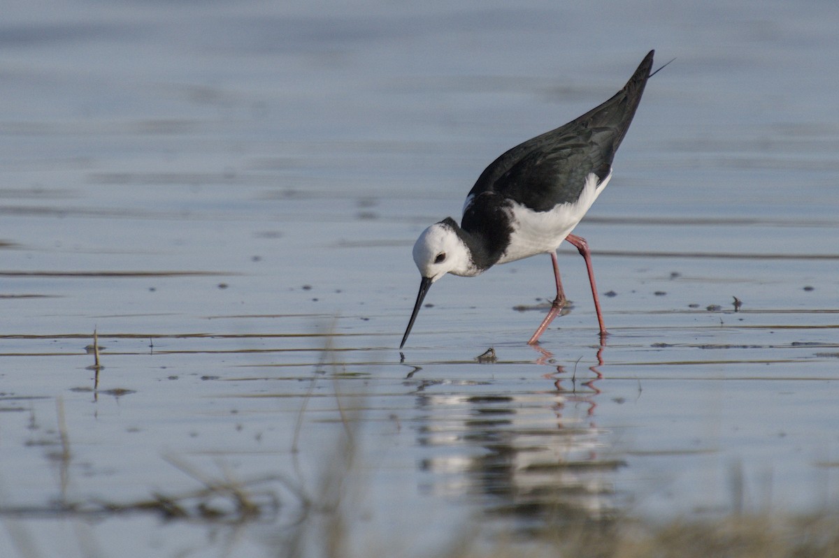 Кулик-довгоніг строкатий - ML647519653