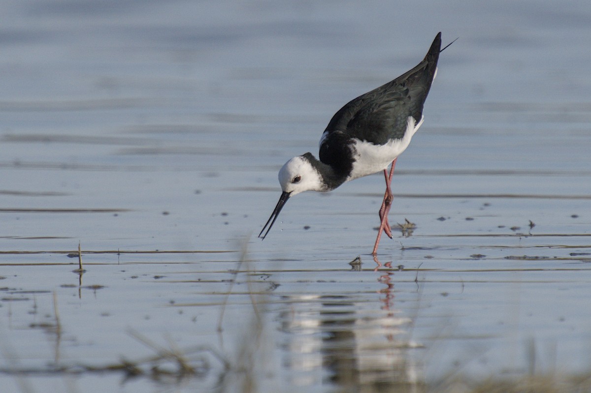 Кулик-довгоніг строкатий - ML647519666