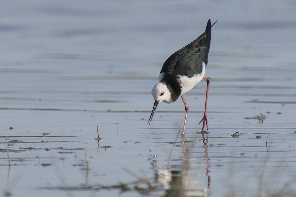 Кулик-довгоніг строкатий - ML647519667