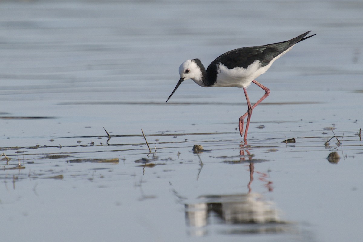 Кулик-довгоніг строкатий - ML647519678