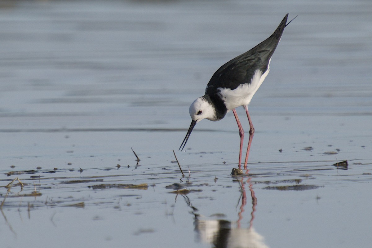 Кулик-довгоніг строкатий - ML647519690