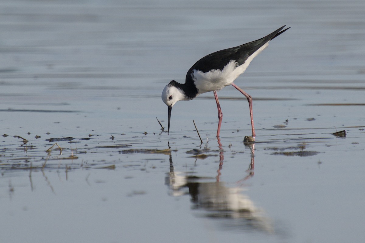 Кулик-довгоніг строкатий - ML647519691