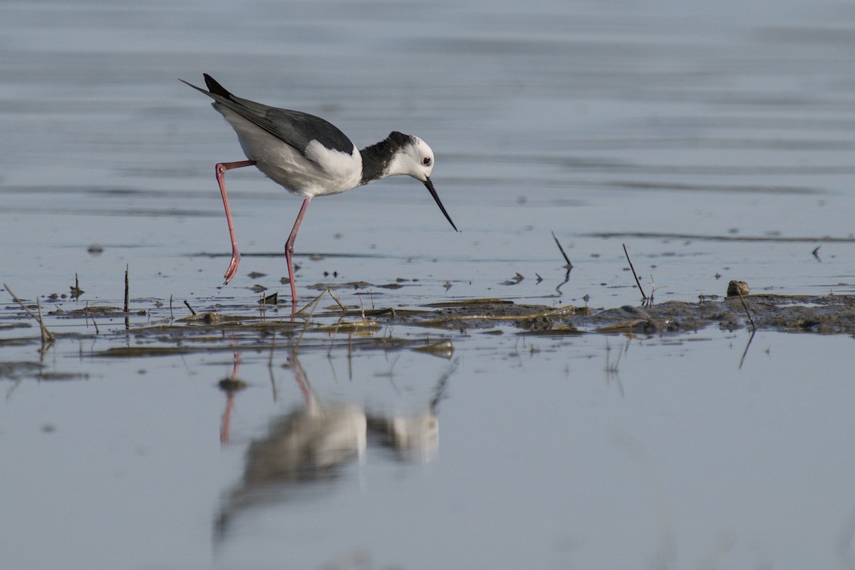 Кулик-довгоніг строкатий - ML647519699