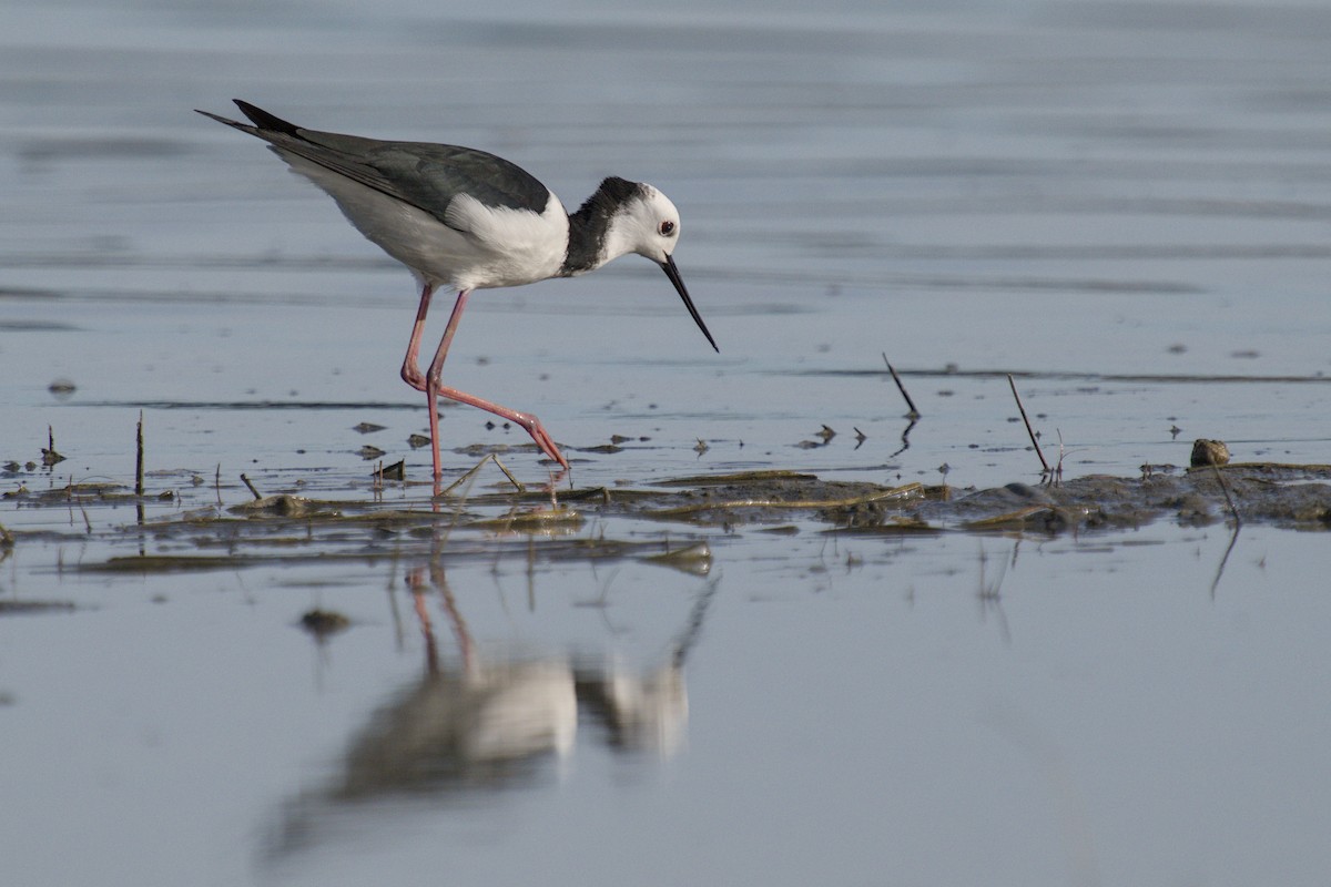 Кулик-довгоніг строкатий - ML647519704