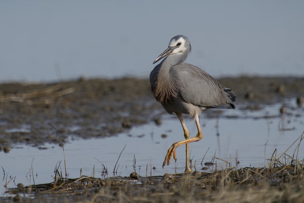 Чепура австралійська - ML647519721