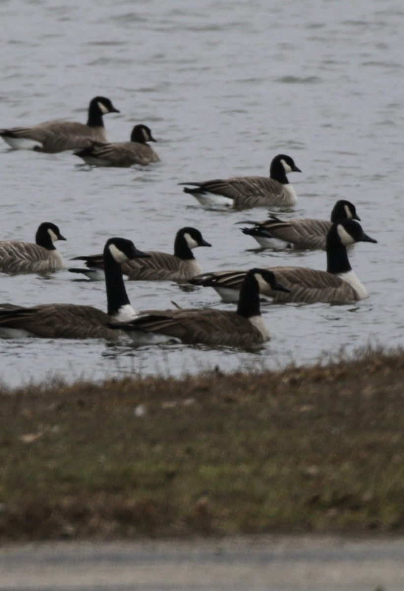 Cackling Goose - ML647519741