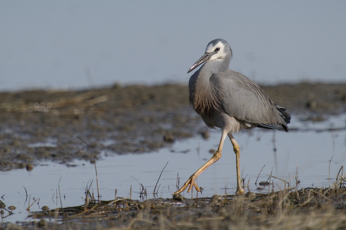 Чепура австралійська - ML647519744