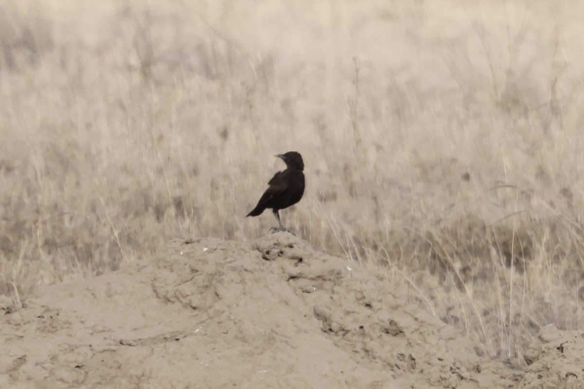 Northern Anteater-Chat - ML647519749