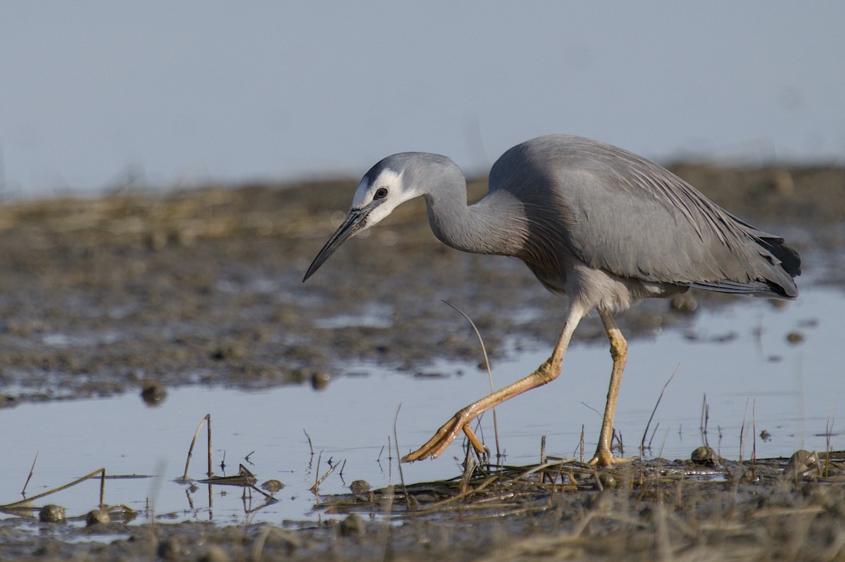 Чепура австралійська - ML647519755