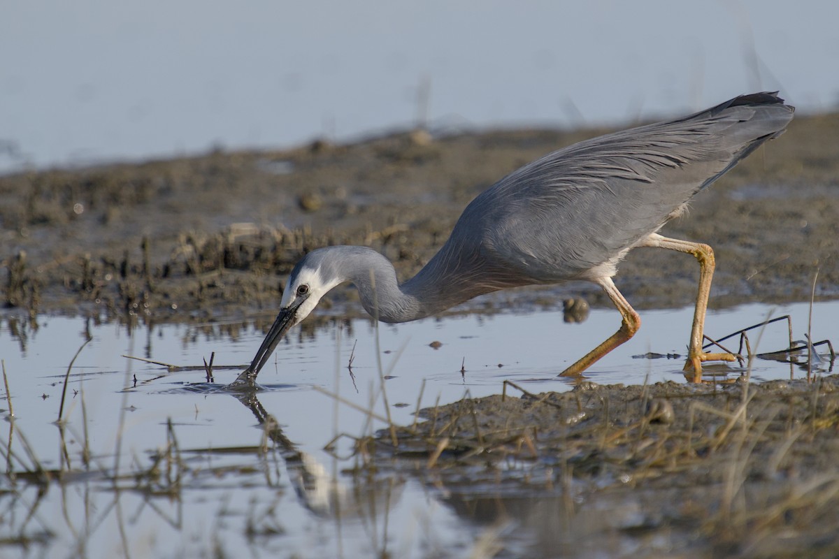 Чепура австралійська - ML647519759