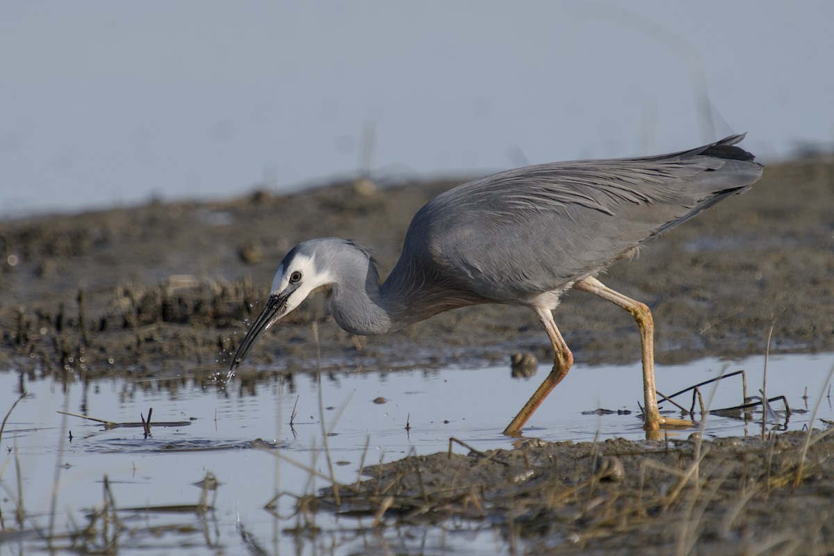 Чепура австралійська - ML647519765