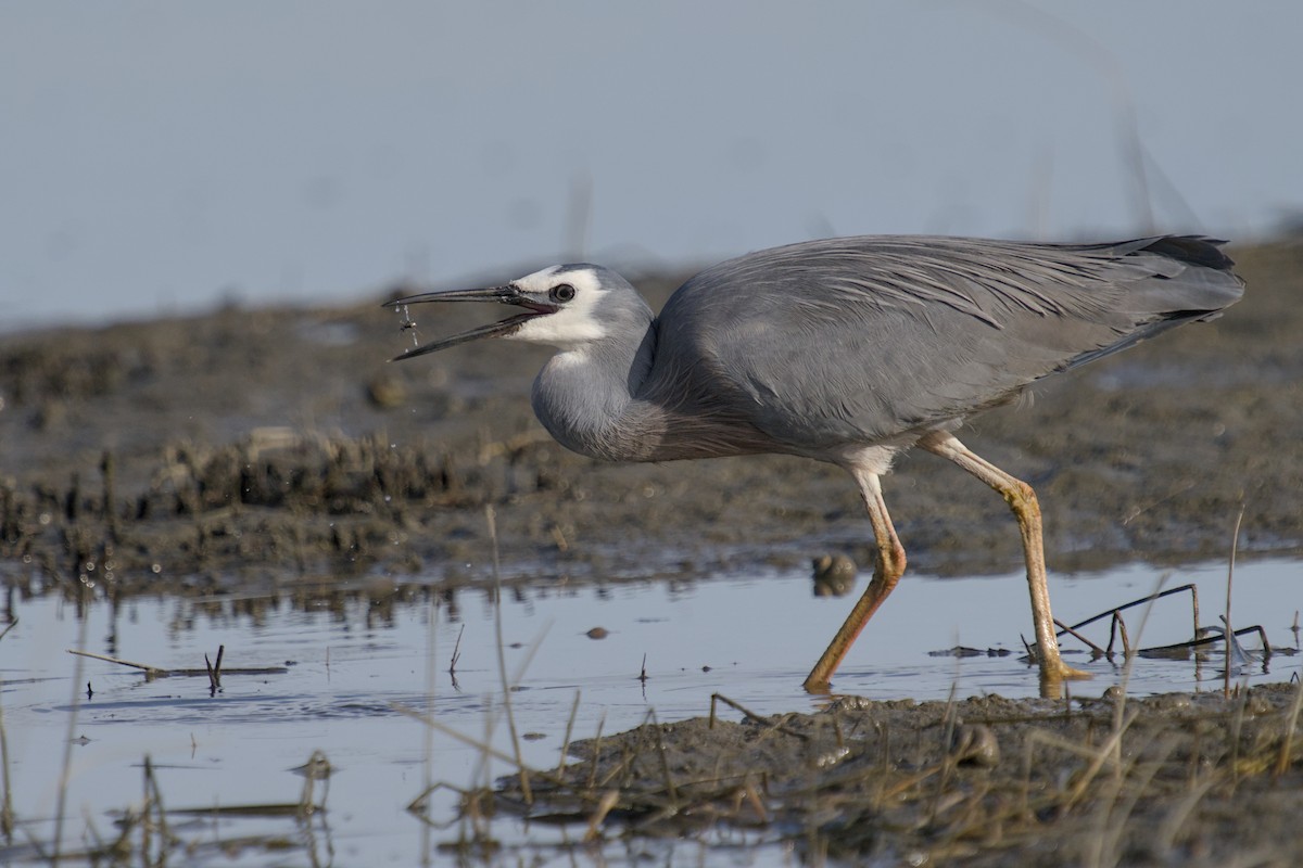 Чепура австралійська - ML647519771
