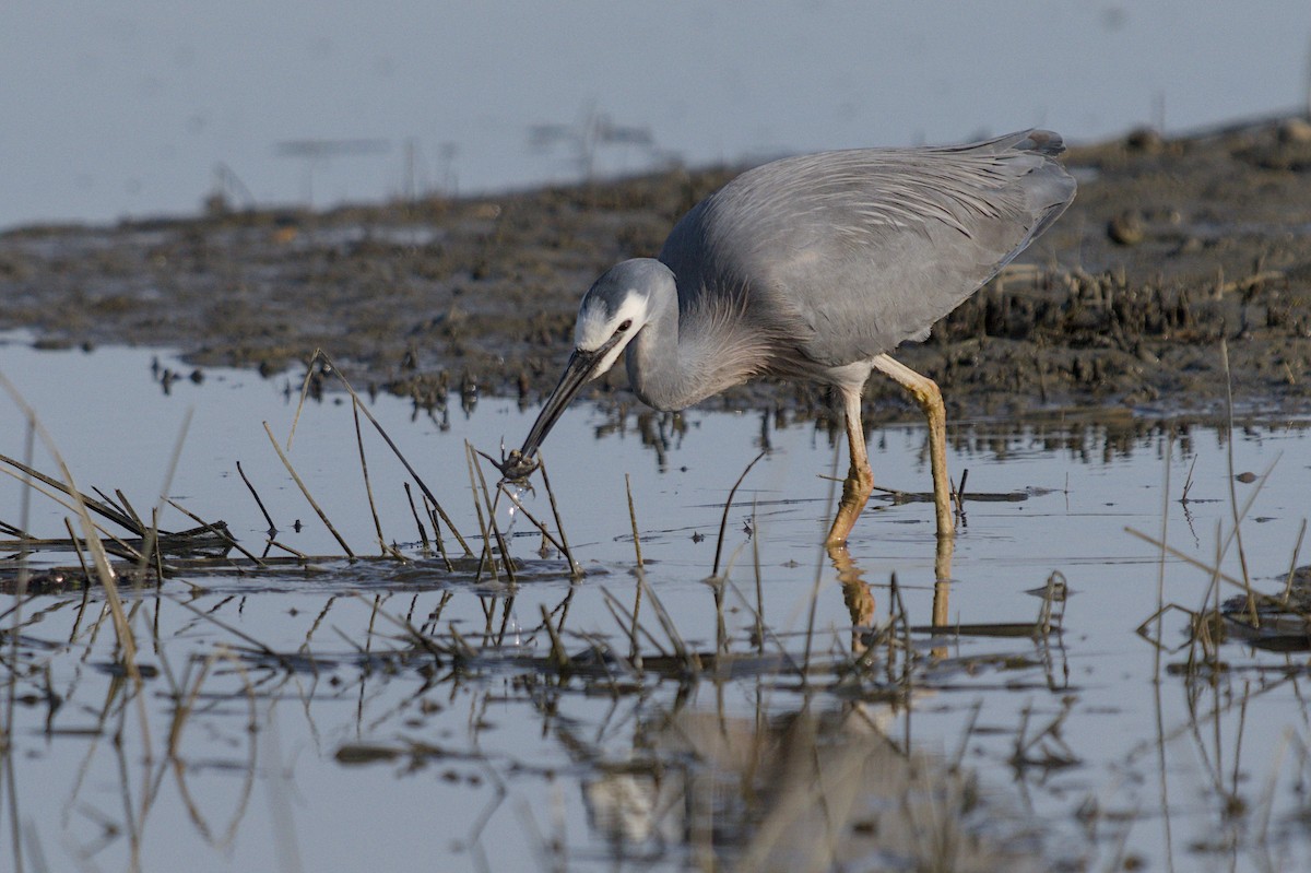 Чепура австралійська - ML647519776