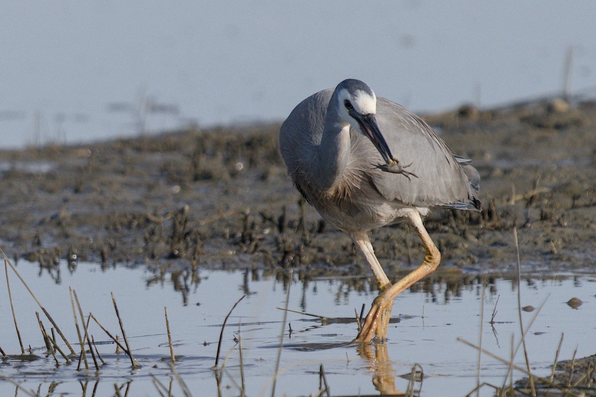 Чепура австралійська - ML647519780