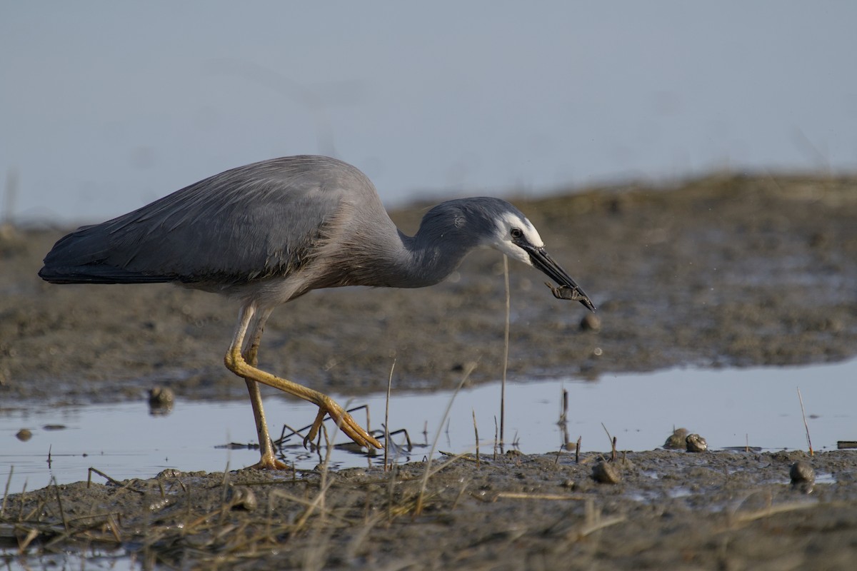 Чепура австралійська - ML647519785