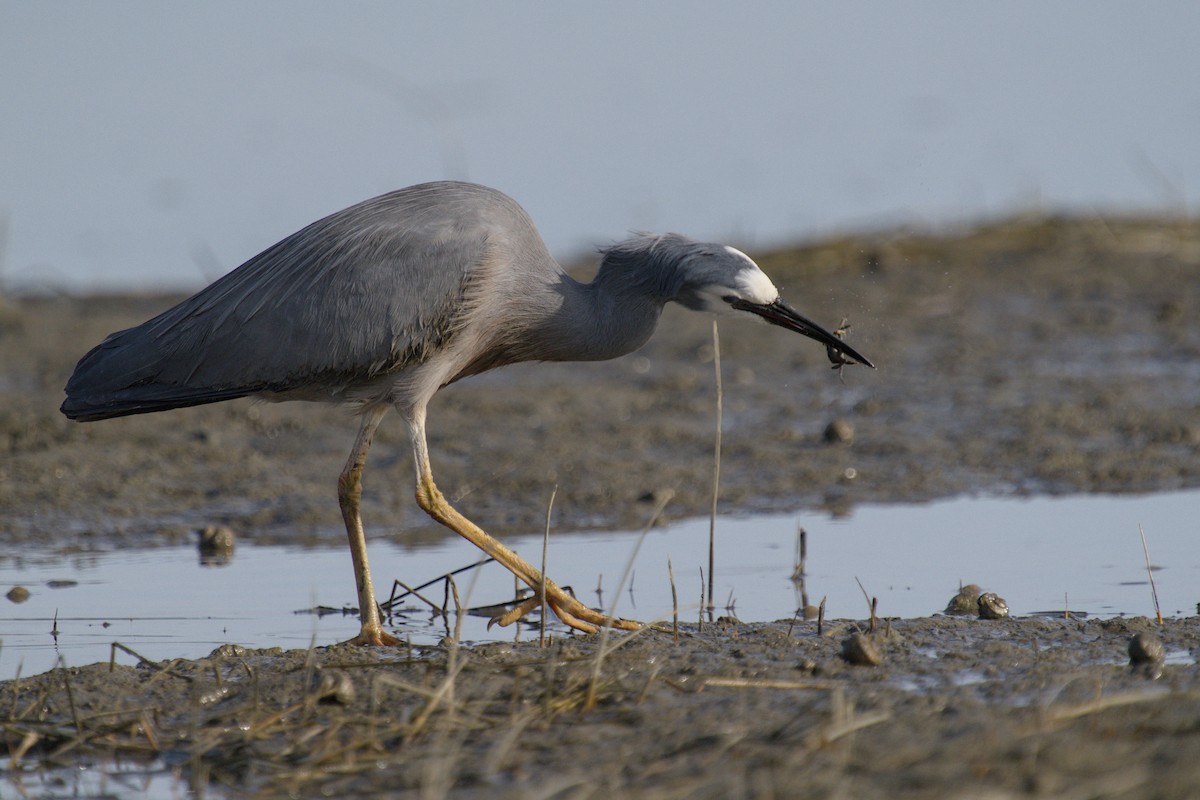 Чепура австралійська - ML647519789
