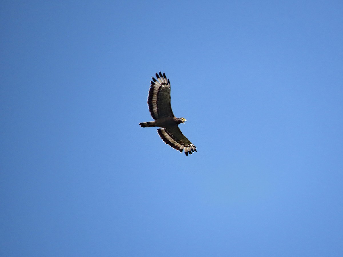 Crested Serpent-Eagle - ML647519794