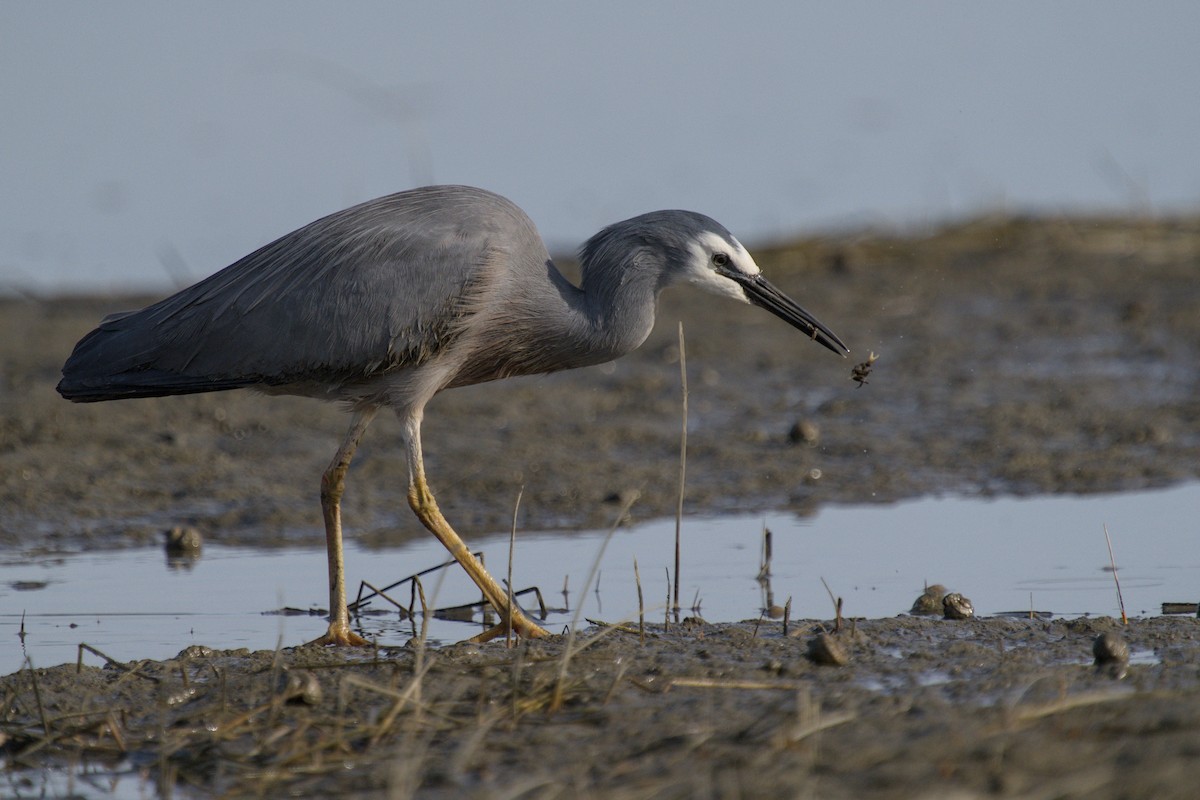 Чепура австралійська - ML647519803