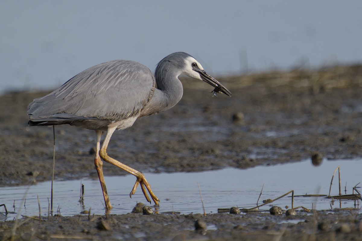 Чепура австралійська - ML647519814