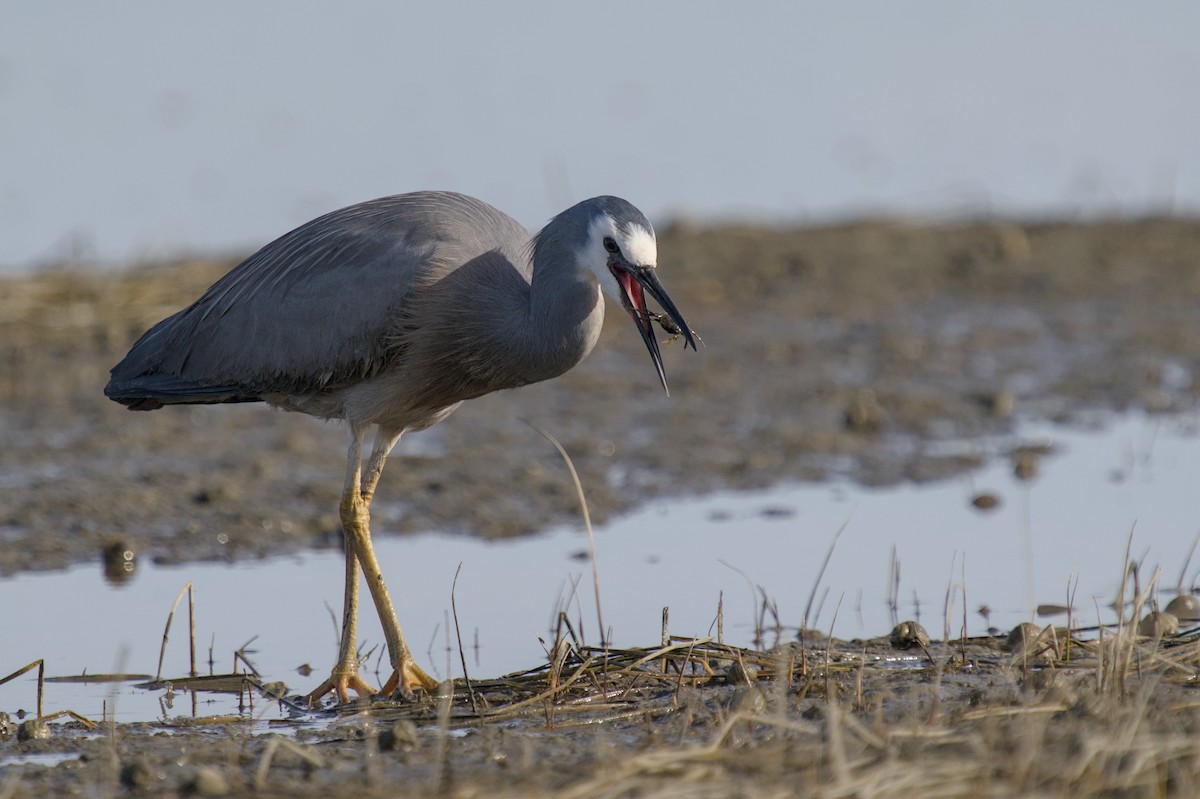 Чепура австралійська - ML647519821