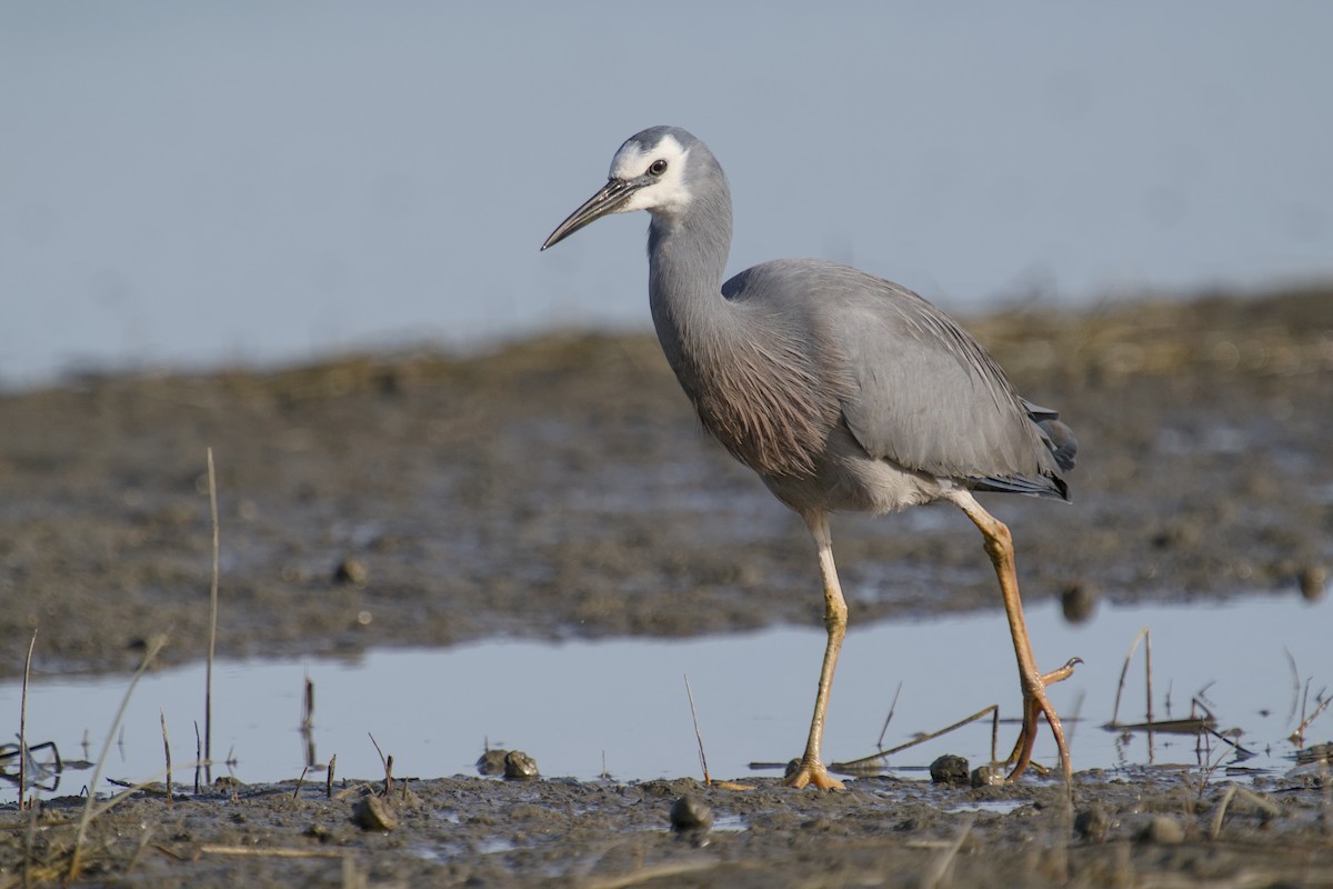 Чепура австралійська - ML647519824