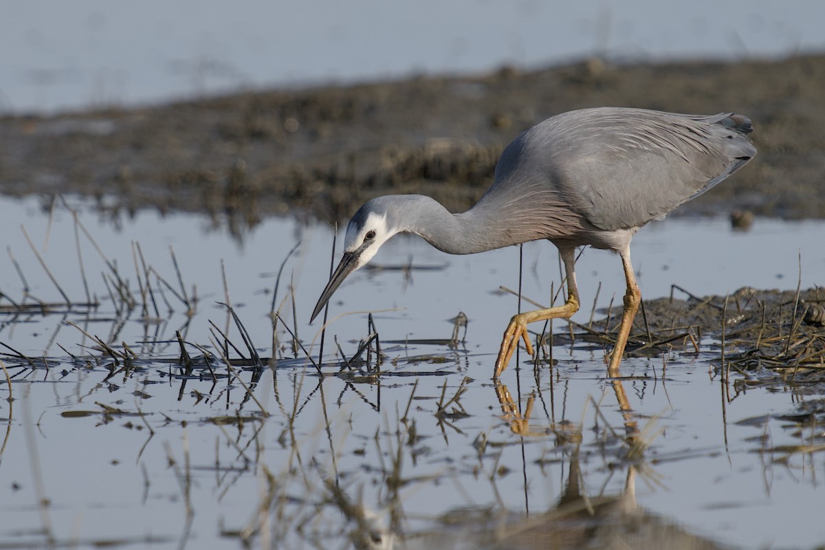 Чепура австралійська - ML647519830