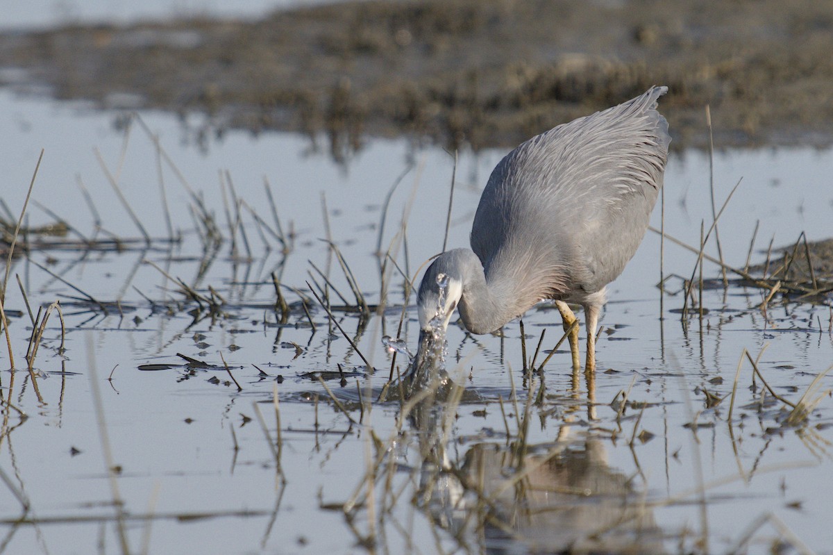 Чепура австралійська - ML647519838