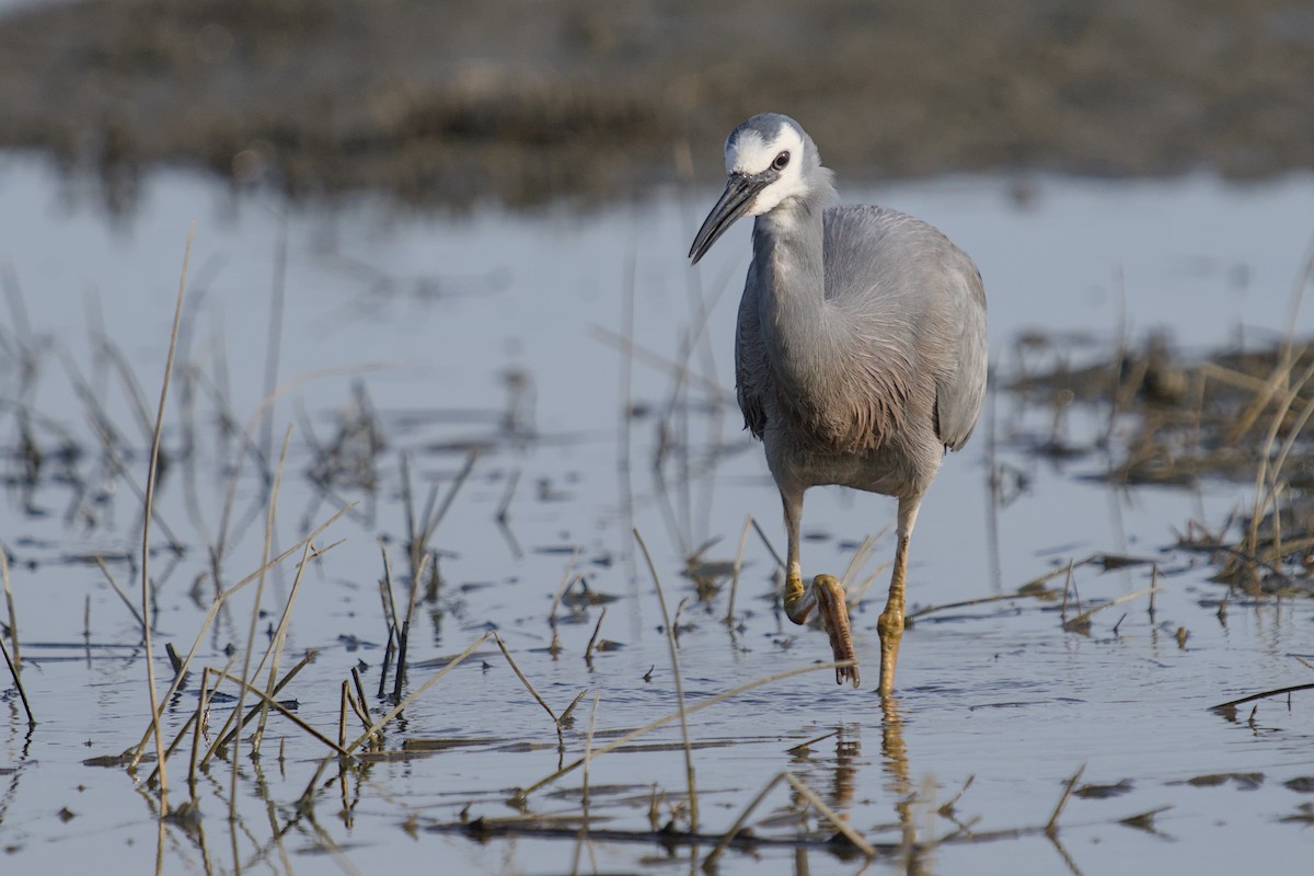 Чепура австралійська - ML647519862
