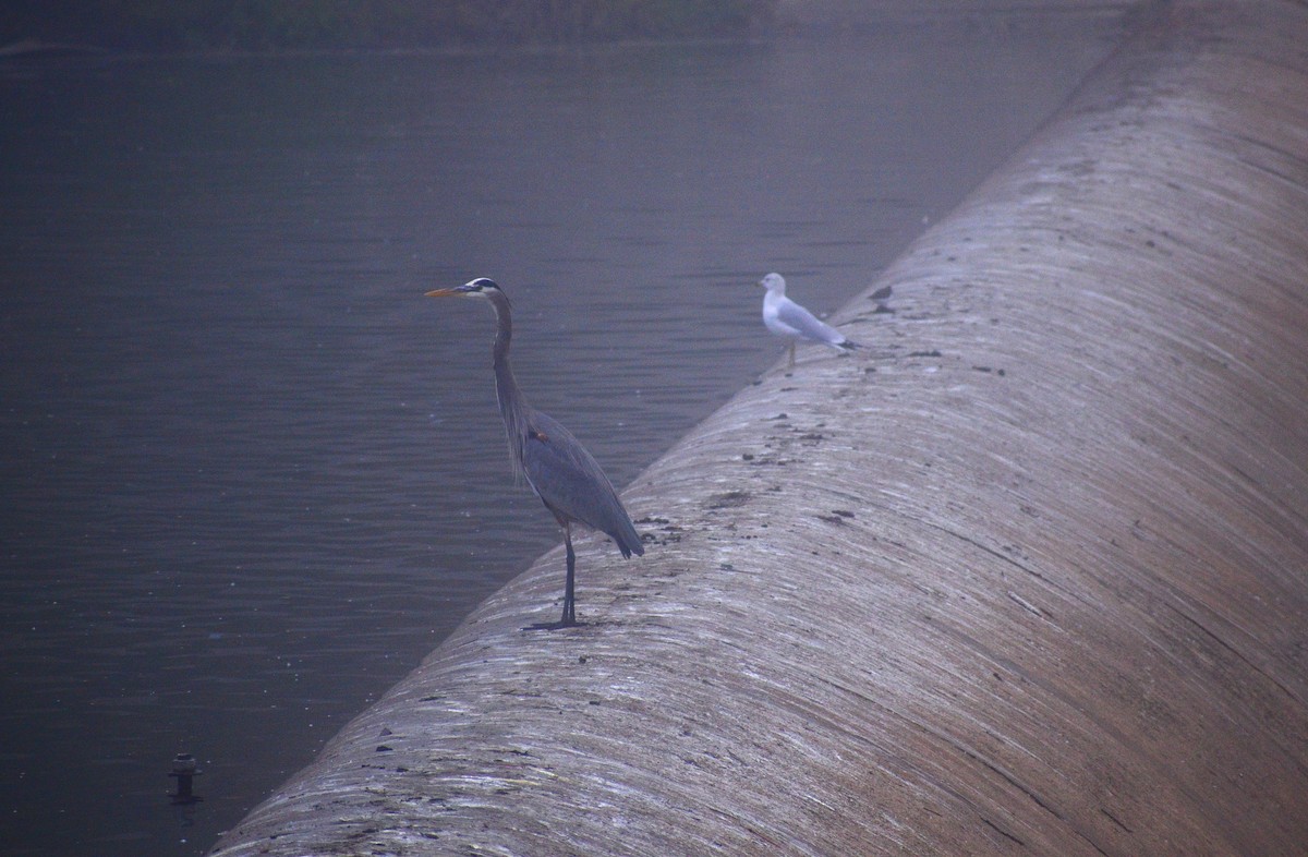 Ringschnabelmöwe - ML647519886