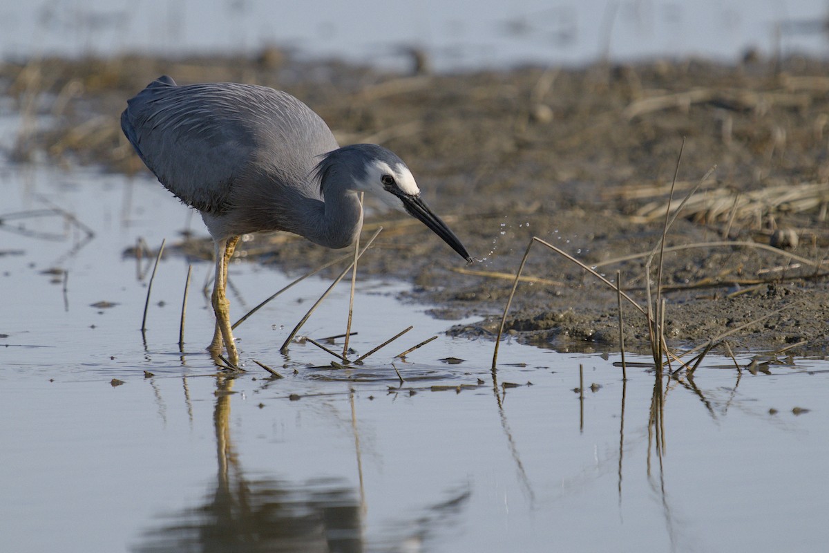 Чепура австралійська - ML647519888