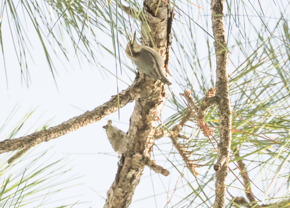 Brown-headed Nuthatch - ML647519889