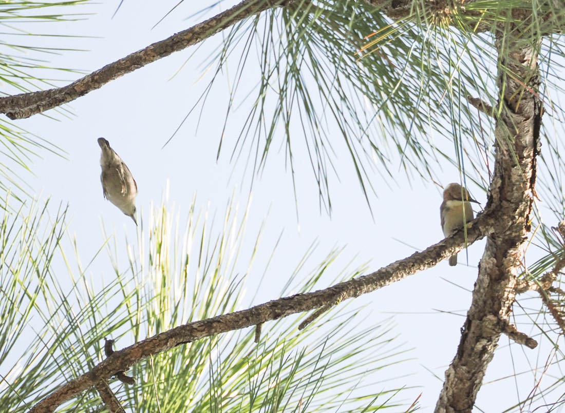 Brown-headed Nuthatch - ML647519890