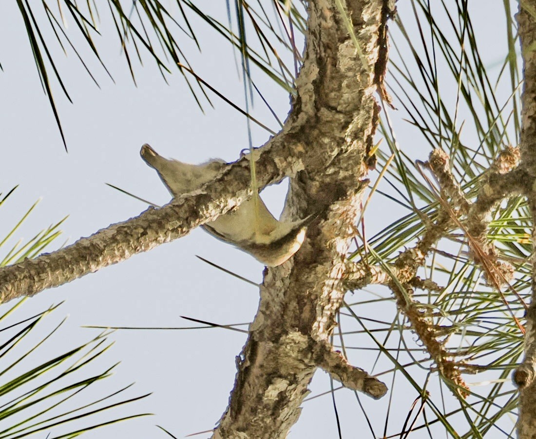 Brown-headed Nuthatch - ML647519891