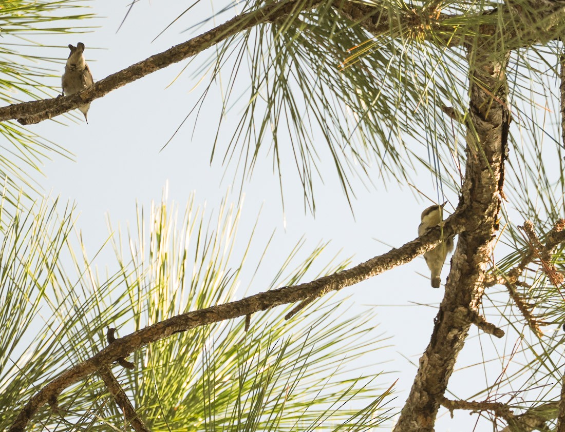 Brown-headed Nuthatch - ML647519892