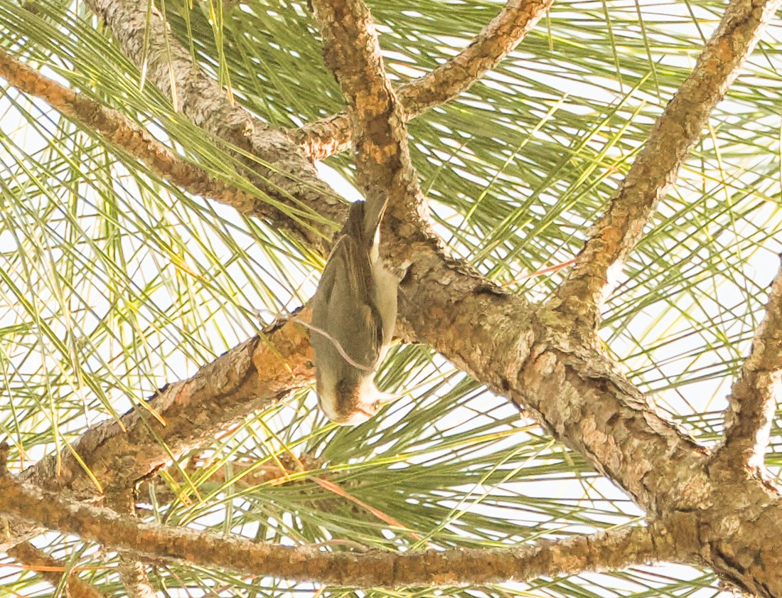 Brown-headed Nuthatch - ML647519893