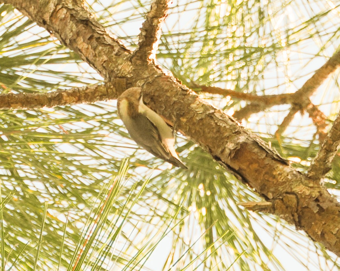 Brown-headed Nuthatch - ML647519894