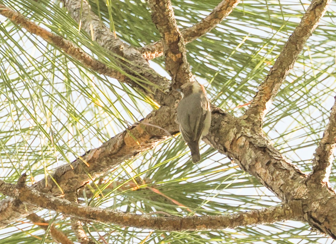 Brown-headed Nuthatch - ML647519895