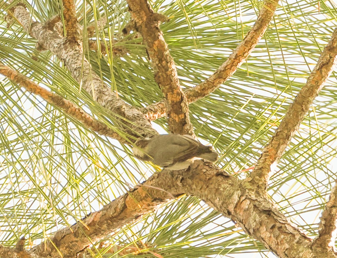 Brown-headed Nuthatch - ML647519896