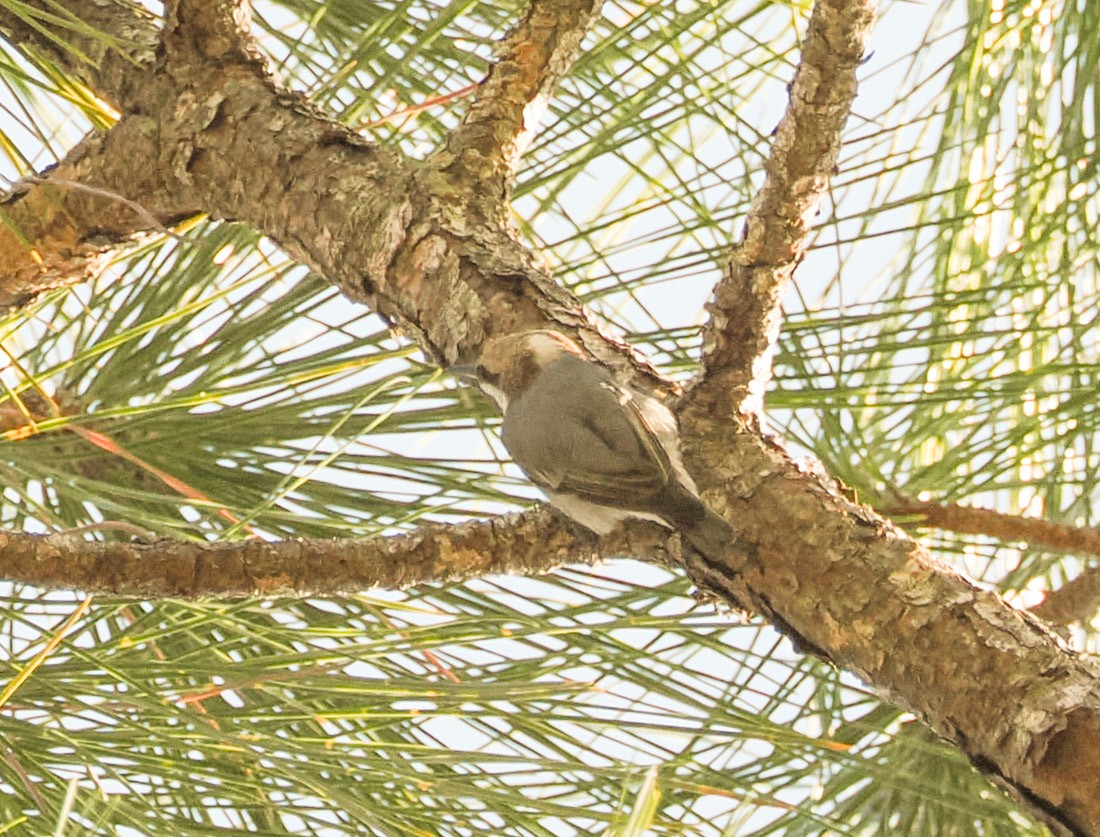 Brown-headed Nuthatch - ML647519897