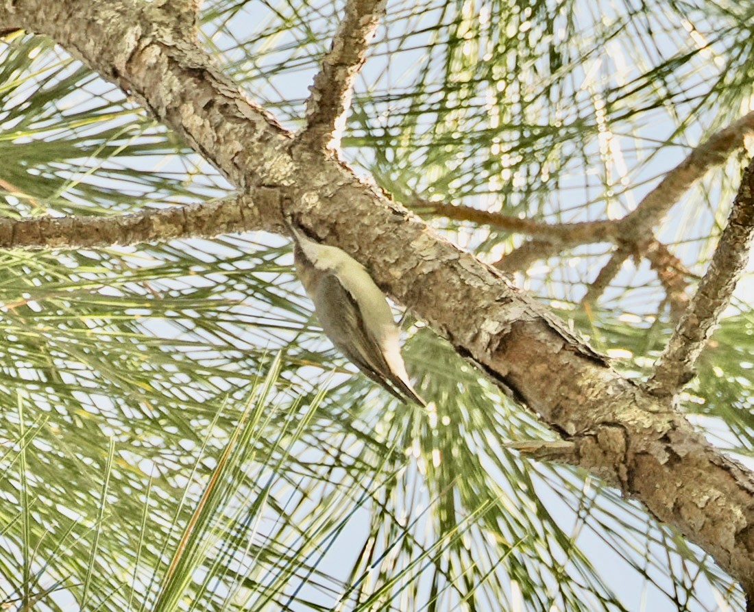 Brown-headed Nuthatch - ML647519898
