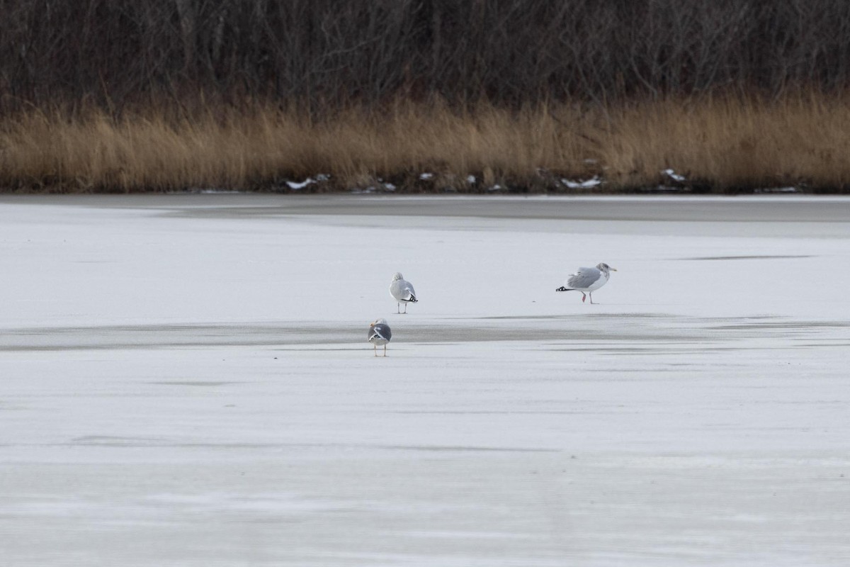 Zafferano - ML647519917