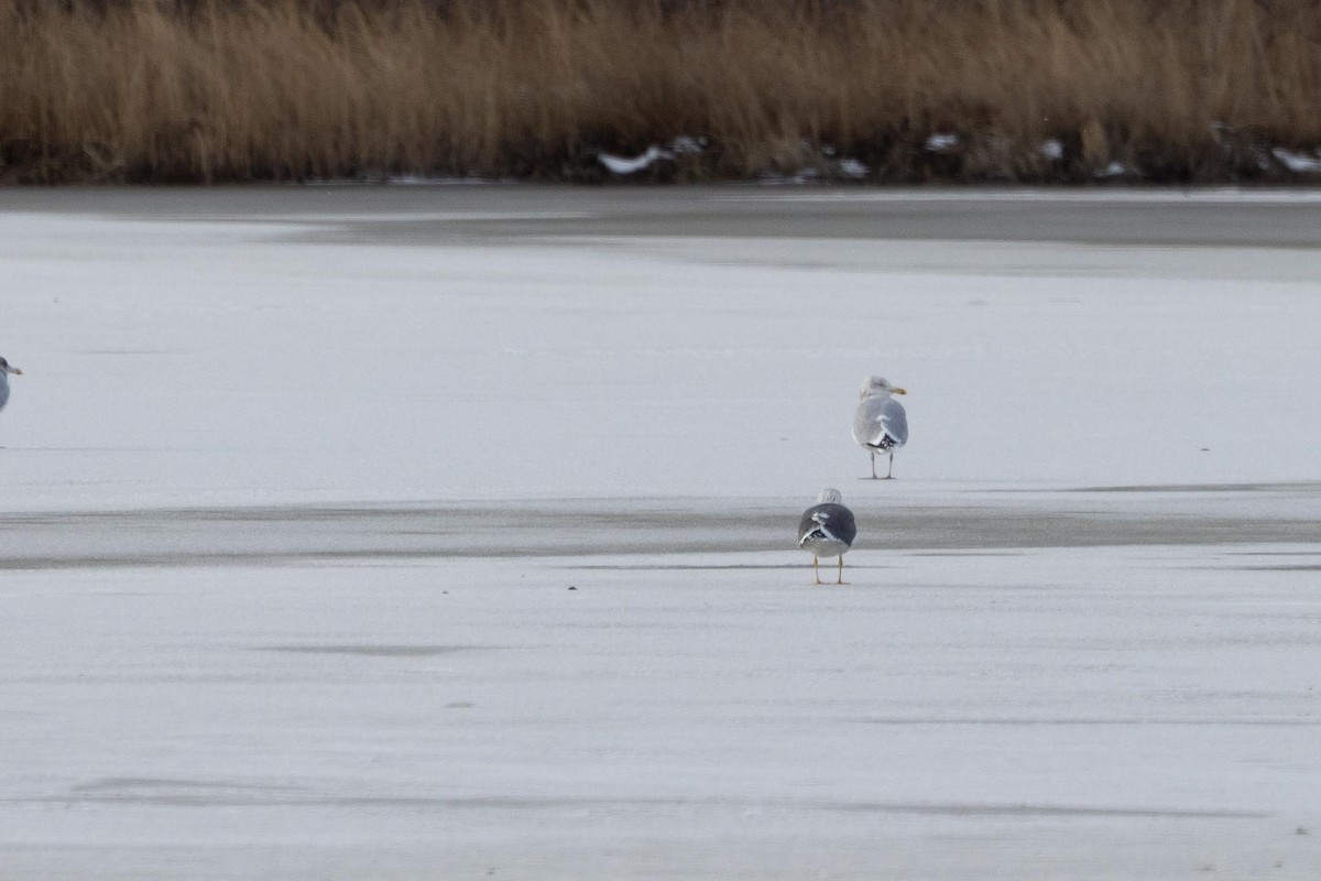 Zafferano - ML647519918