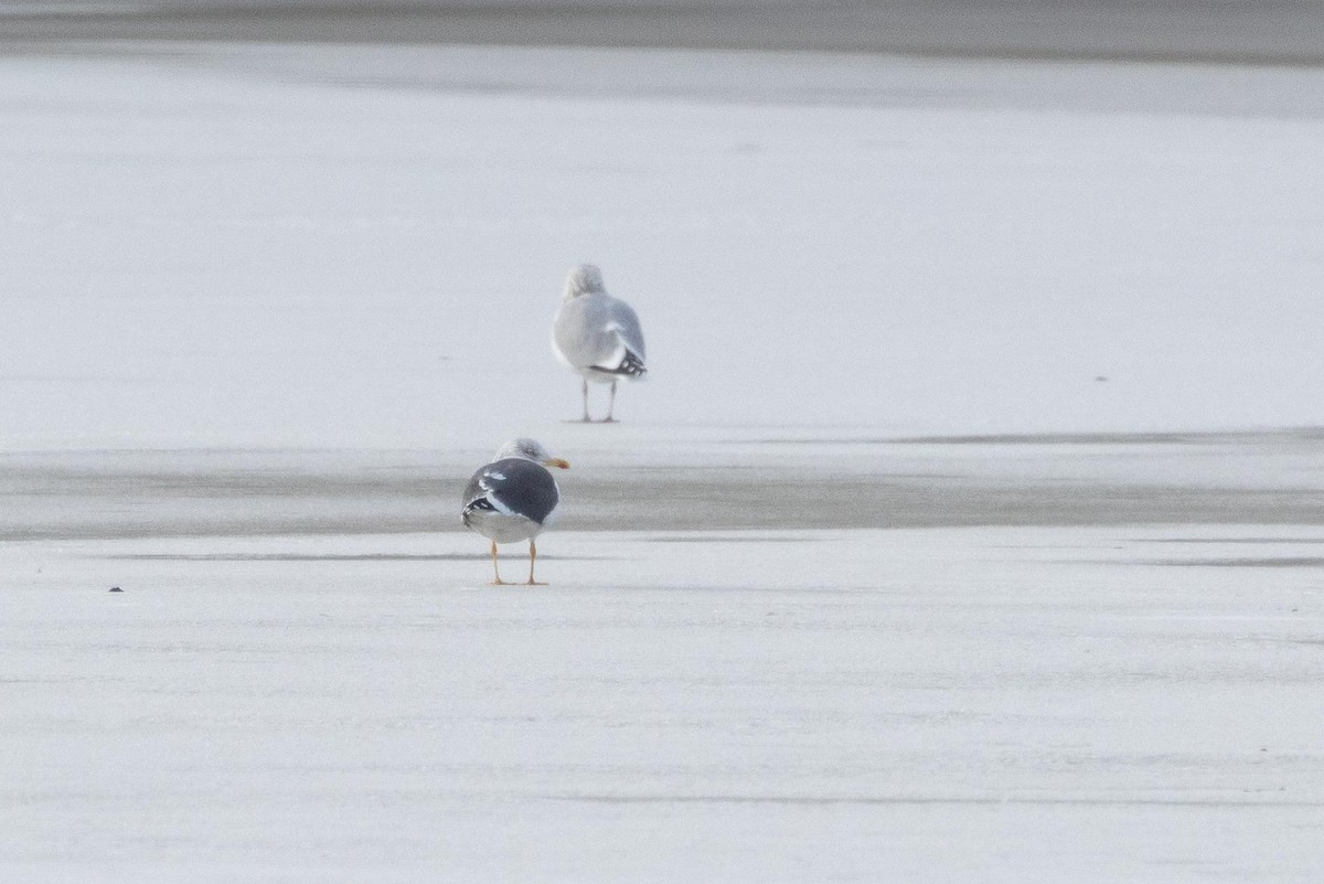 Zafferano - ML647519919