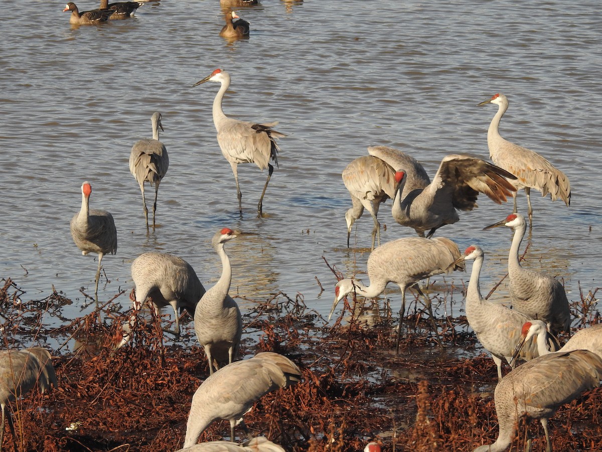 Kanadakranich - ML647519924