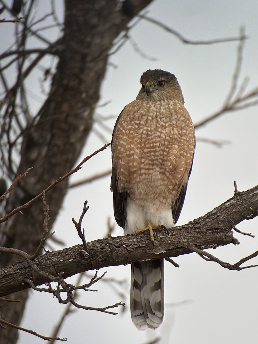 Rundschwanzhabicht - ML647519925