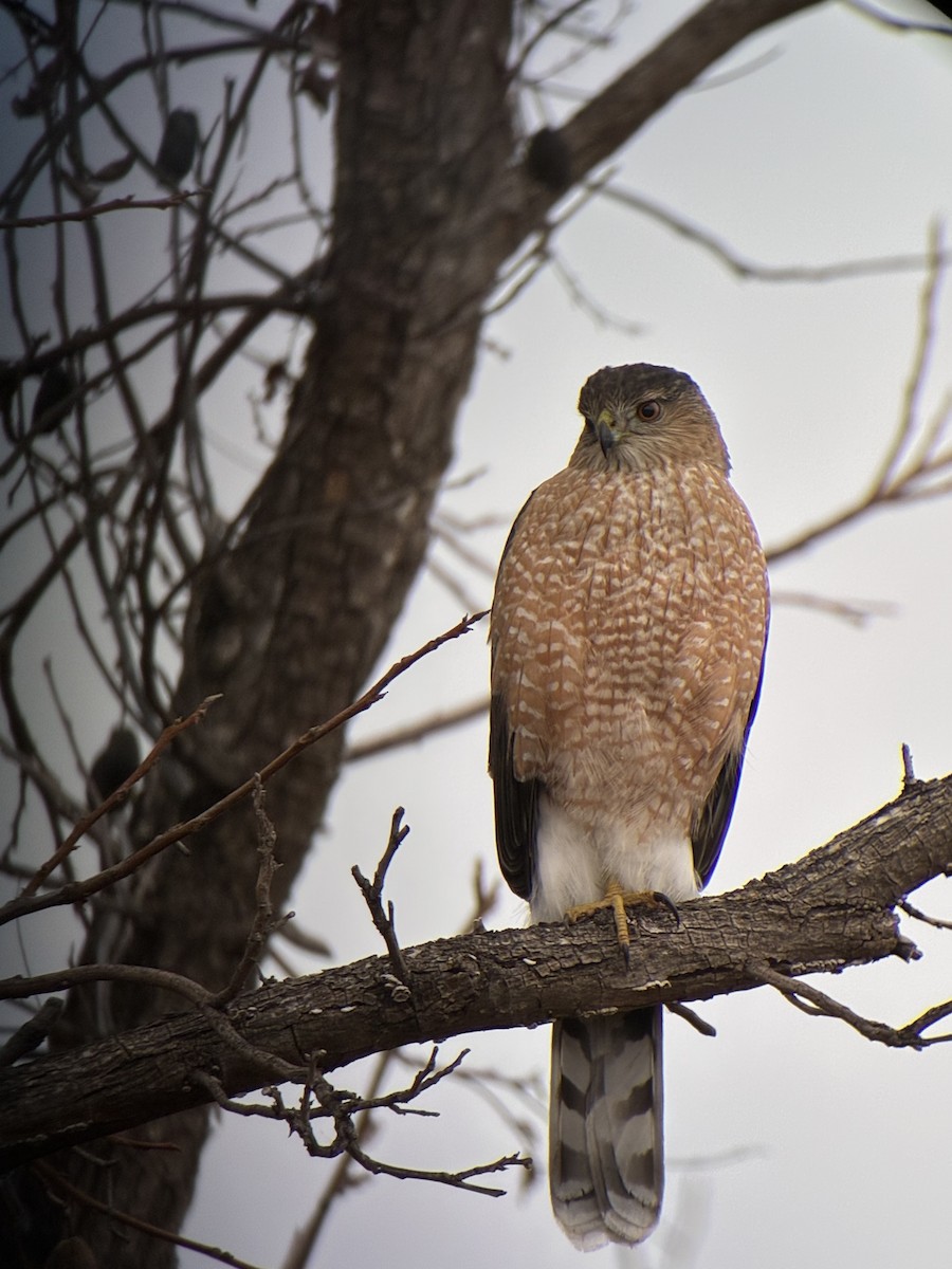 Rundschwanzhabicht - ML647519926