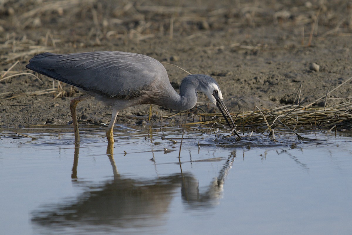 Weißwangenreiher - ML647519928
