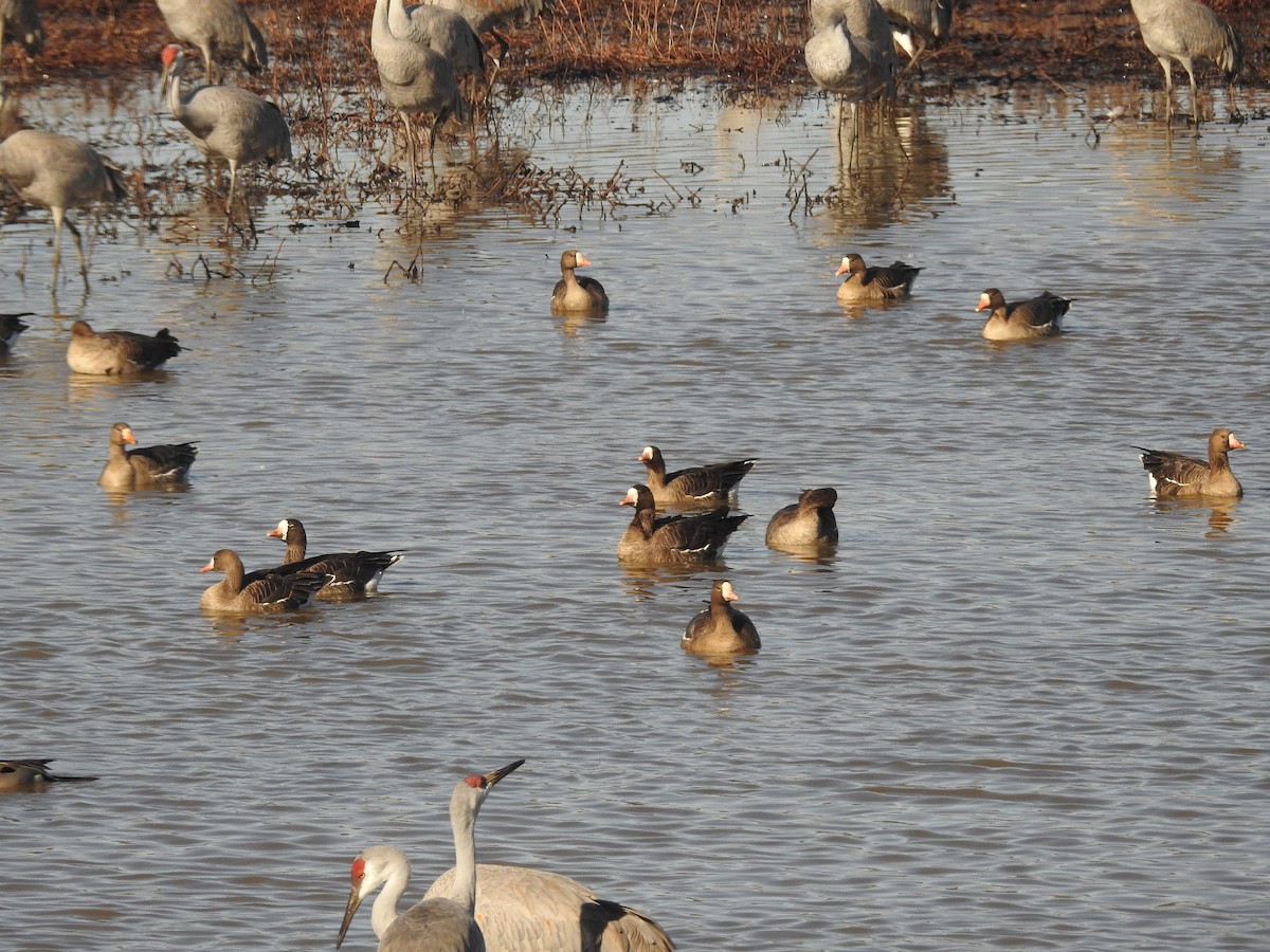 Blässgans - ML647519932