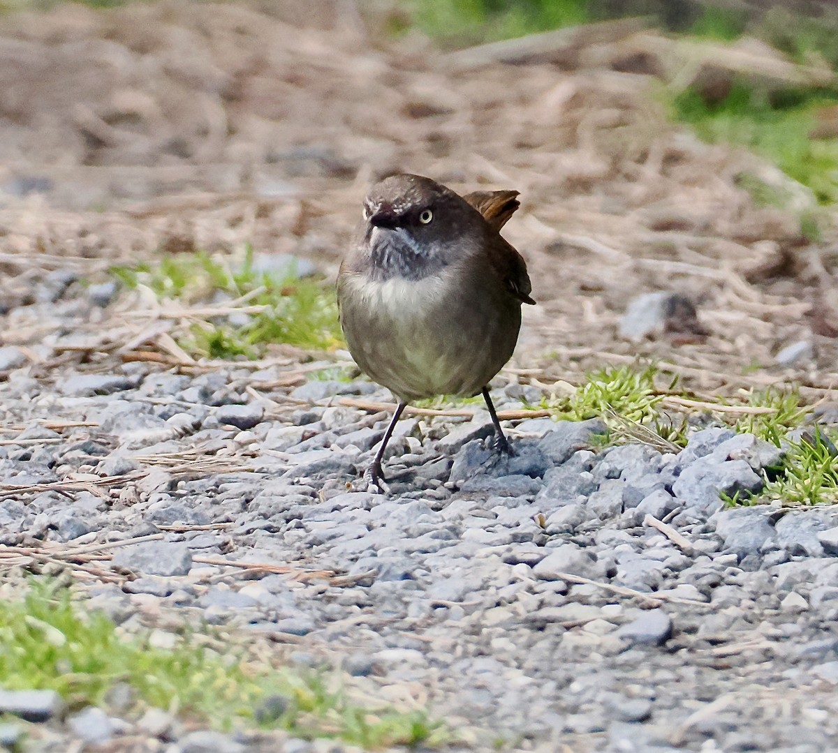 Tasmansericornis - ML647519933