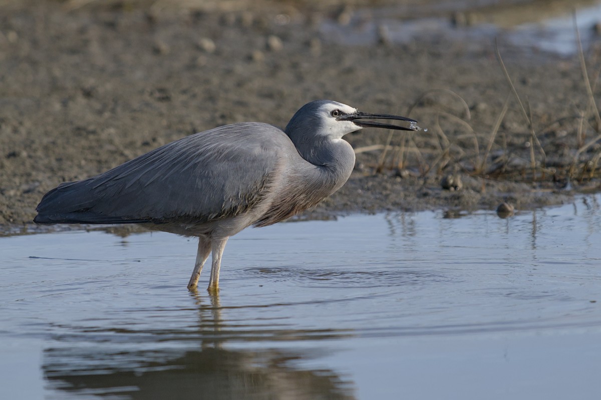 Weißwangenreiher - ML647519937